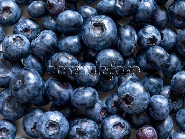 440262 - Blueberry (Vaccinium corymbosum)