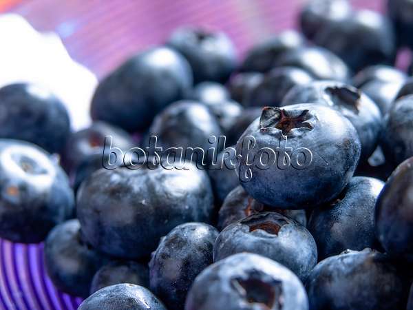 440263 - Blueberry (Vaccinium corymbosum)
