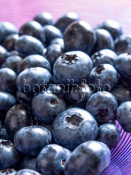 440264 - Blueberry (Vaccinium corymbosum)