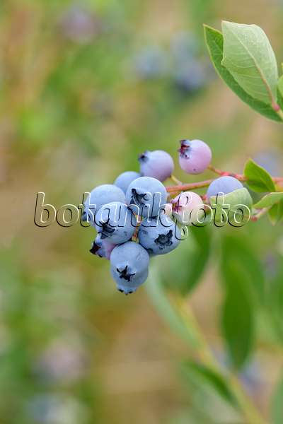 593211 - Blueberry (Vaccinium corymbosum 'Biloxi')