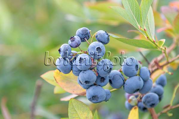 616132 - Blueberry (Vaccinium corymbosum 'Bluecrop')