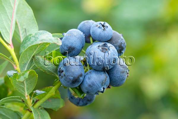 616133 - Blueberry (Vaccinium corymbosum 'Bluecrop')