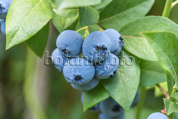 635167 - Blueberry (Vaccinium corymbosum 'Goldtraube 71')