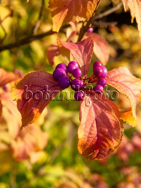 430145 - Bodinier's beautyberry (Callicarpa bodinieri var. giraldii)