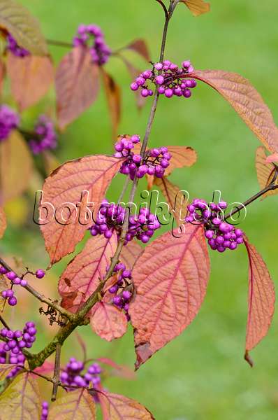 549111 - Bodinier's beautyberry (Callicarpa bodinieri var. giraldii)
