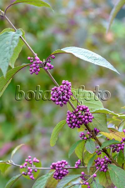 593042 - Bodinier's beautyberry (Callicarpa bodinieri 'Profusion')