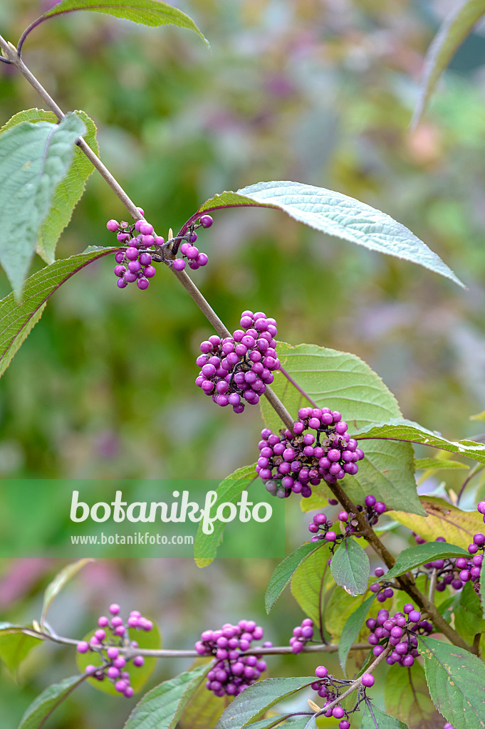 593042 - Bodinier's beautyberry (Callicarpa bodinieri 'Profusion')