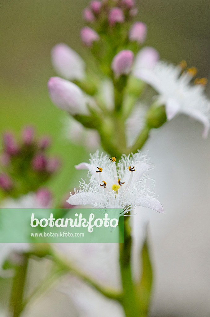 520047 - Bog-bean (Menyanthes trifoliata)