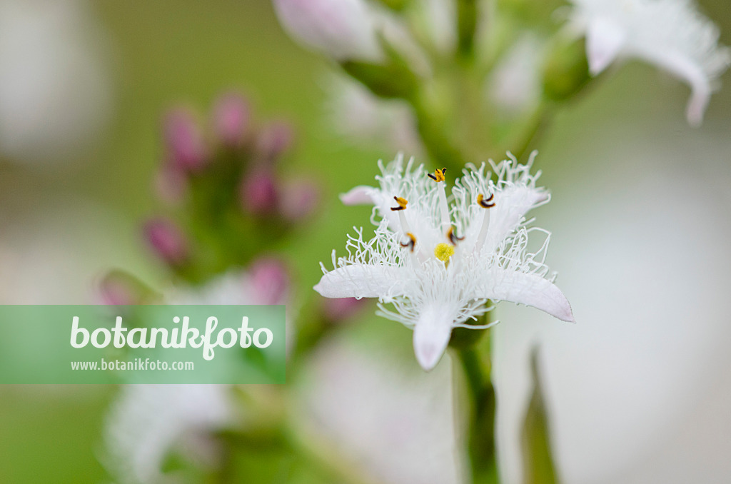 520048 - Bog-bean (Menyanthes trifoliata)