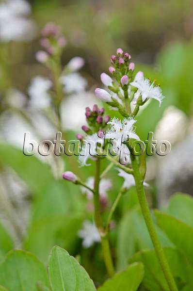 520050 - Bog-bean (Menyanthes trifoliata)