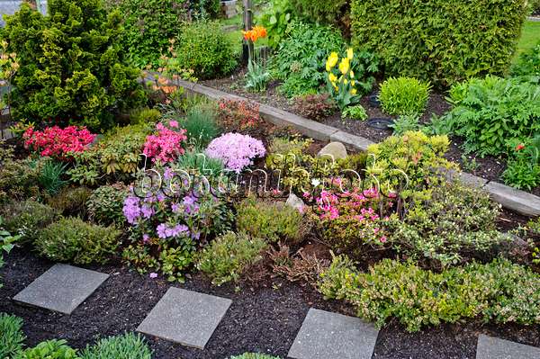 484136 - Bog garden with rhododendrons (Rhododendron)