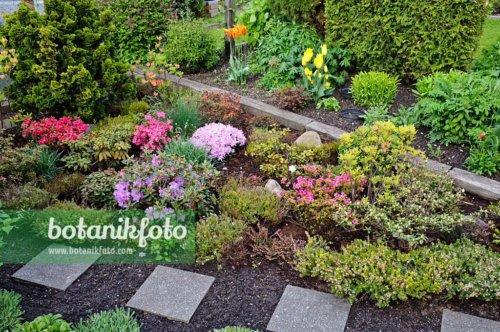 484136 - Bog garden with rhododendrons (Rhododendron)