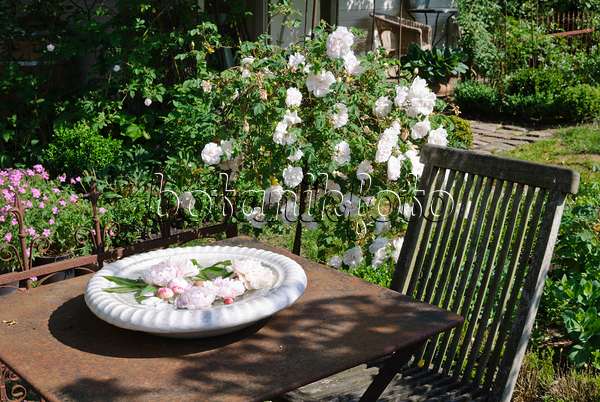475261 - Bol blanc avec des fleurs de pivoines sur une table en fer, en arrière-plan le rosier 'Stanwell Perpetual'