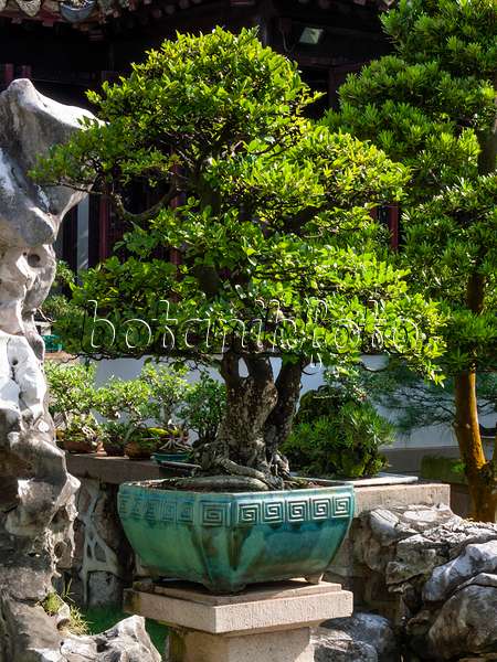 411197 - Bonsai in a turquoise-coloured pot in front of a stone wall in a bonsai garden