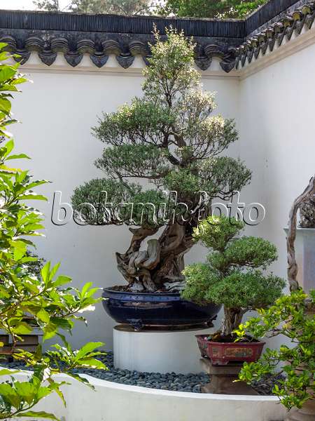 411204 - Bonsai in front of a white wall in a bonsai garden