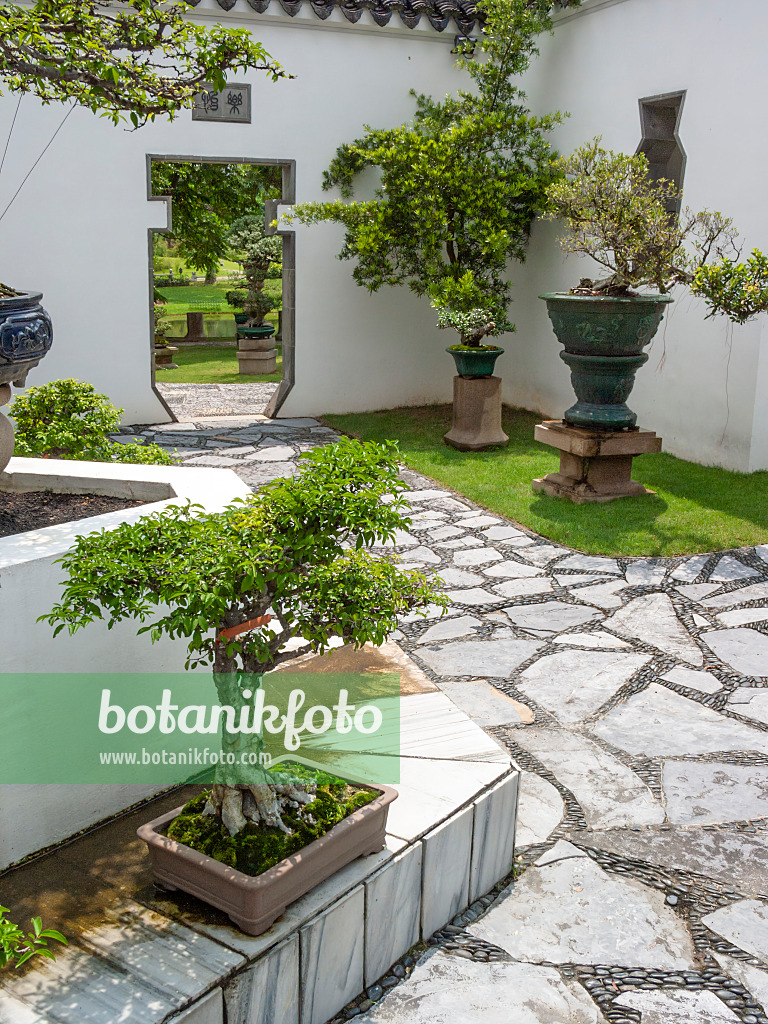 411216 - Bonsai in front of white walls and garden path made of stone slabs in a bonsai garden