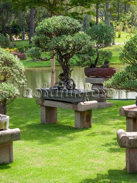 411208 - Bonsai on stone platforms in front of a pond in a bonsai garden
