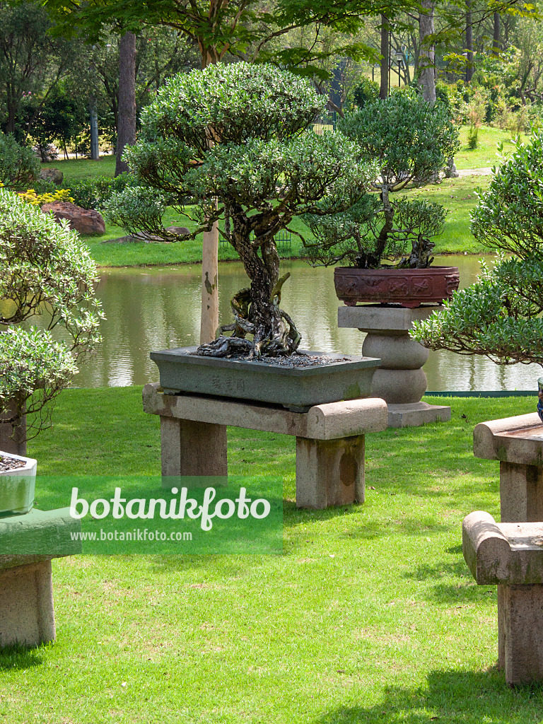 411208 - Bonsai on stone platforms in front of a pond in a bonsai garden