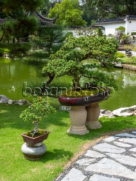 411214 - Bonsai on stone platforms in front of a pond in a bonsai garden