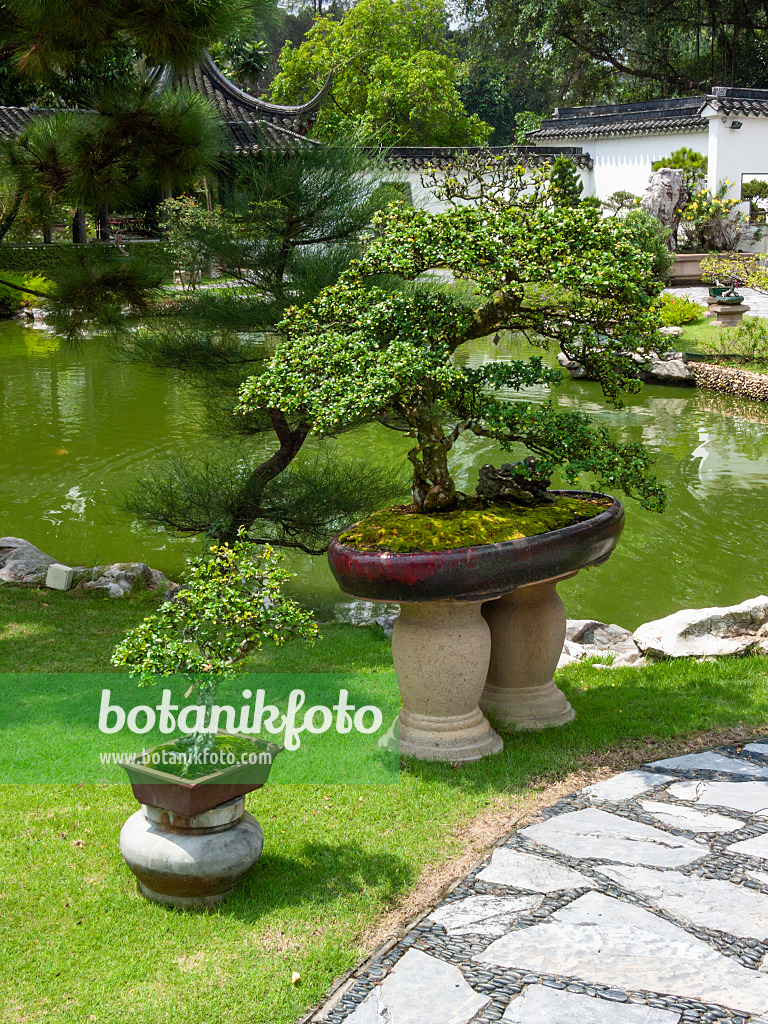 411214 - Bonsai on stone platforms in front of a pond in a bonsai garden