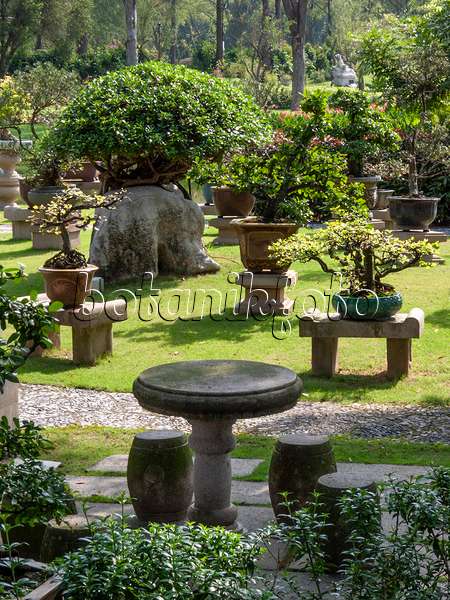 411203 - Bonsaïs, chemin de gravier, table et tabouret en pierre dans un grand jardin de bonsaïs