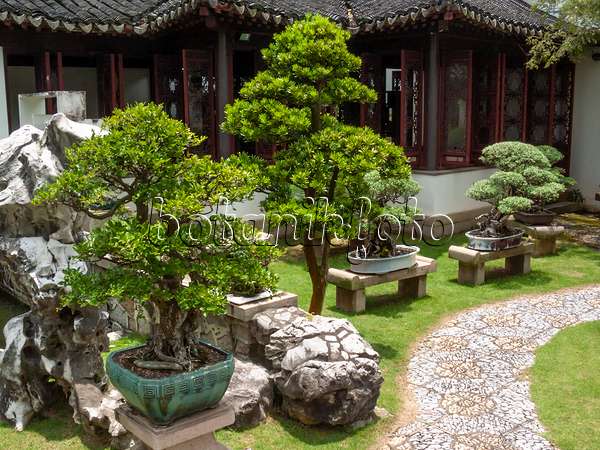 411224 - Bonsaïs dans des jardinières sur des socles en pierre devant une maison de jardin, jardin de bonsaïs, Singapour