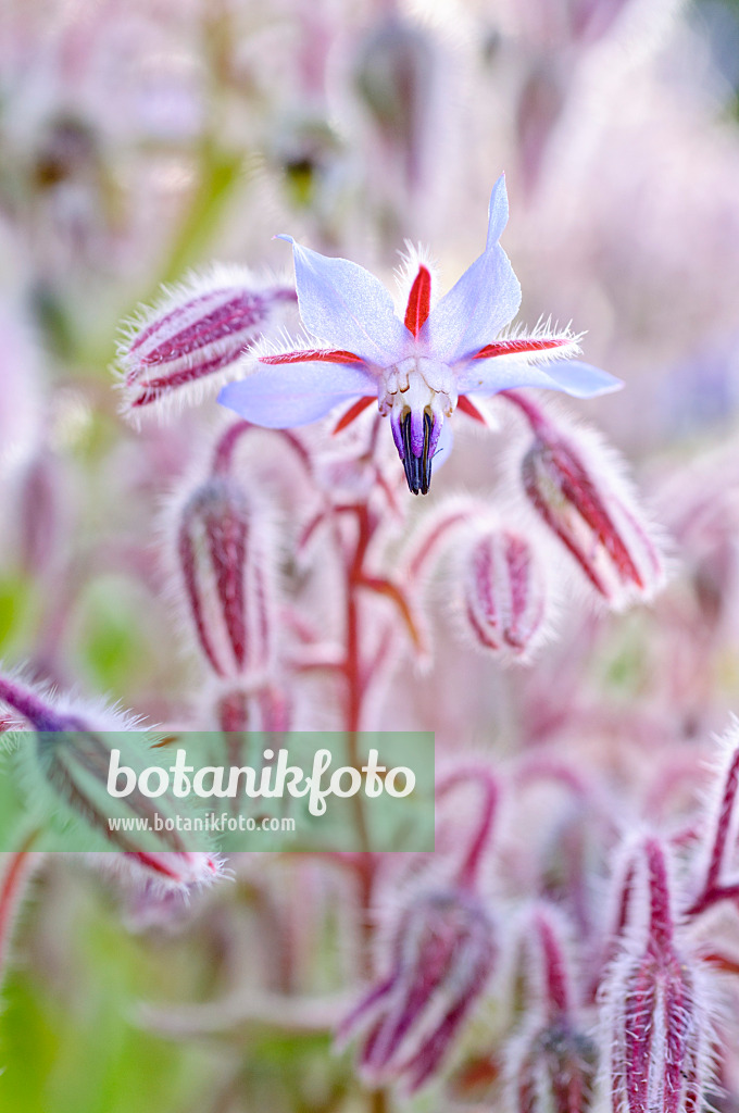 474233 - Borage (Borago officinalis)