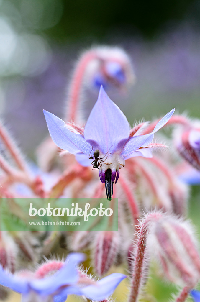 498007 - Borage (Borago officinalis) with ant