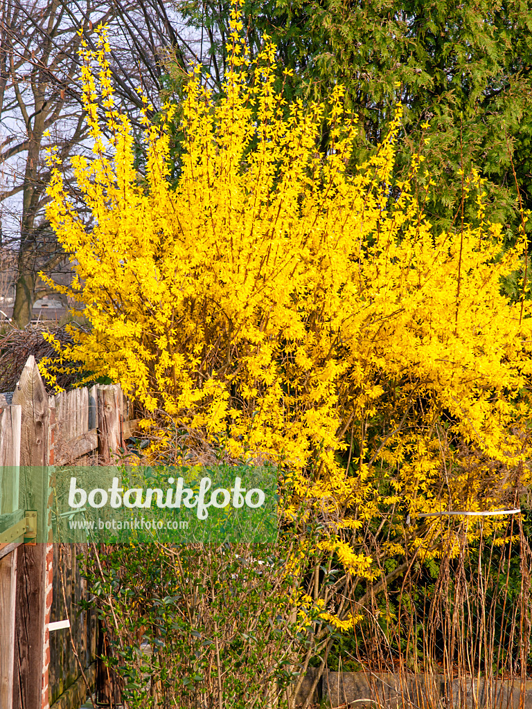 447085 - Border forsythia (Forsythia x intermedia)