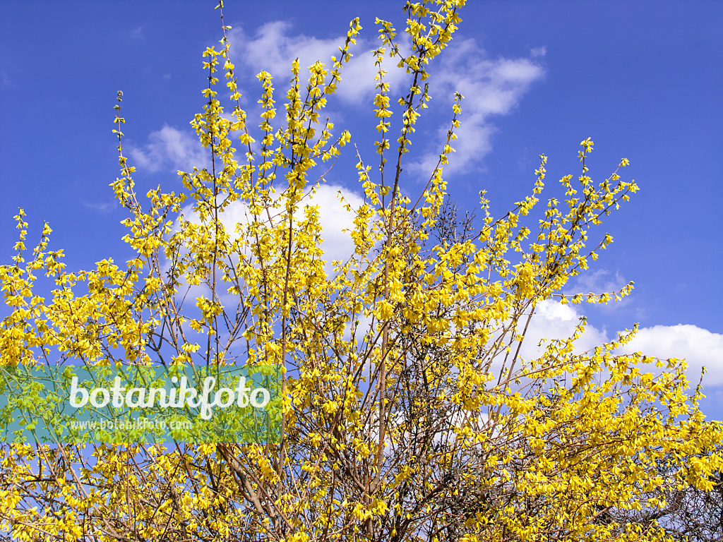 483012 - Border forsythia (Forsythia x intermedia)