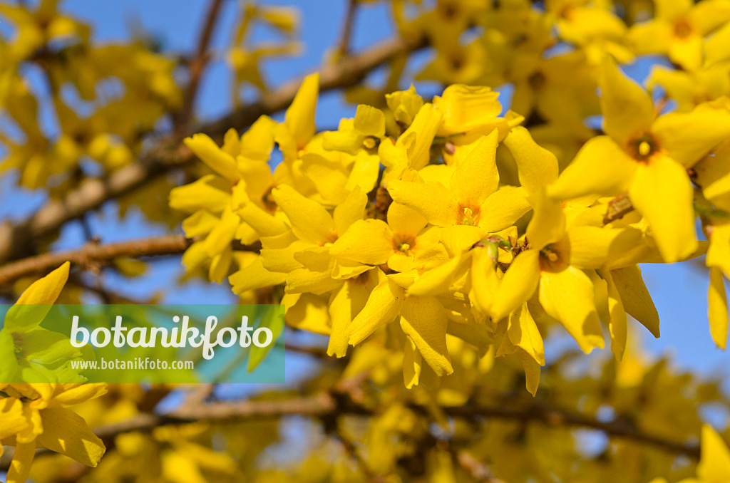 495050 - Border forsythia (Forsythia x intermedia 'Beatrix Farrand')