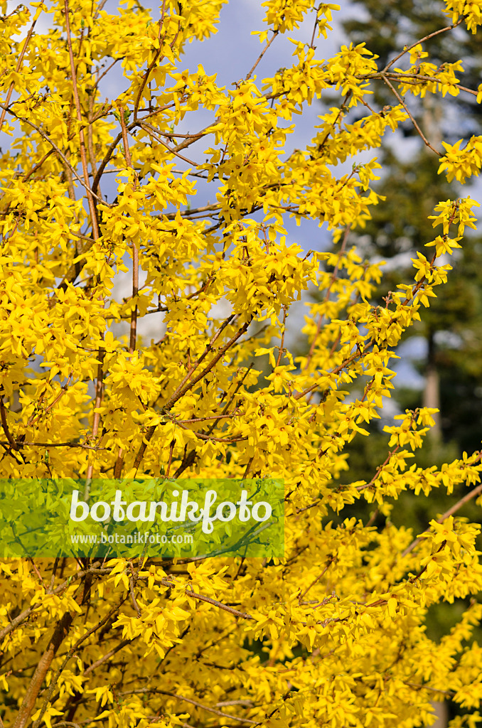 555024 - Border forsythia (Forsythia x intermedia 'Beatrix Farrand')