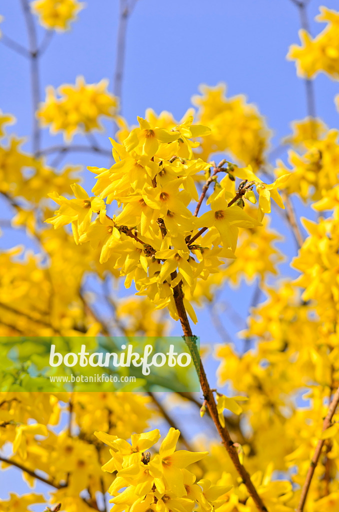 555026 - Border forsythia (Forsythia x intermedia 'Beatrix Farrand')