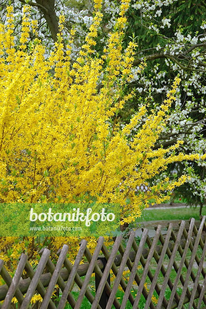 502201 - Border forsythia (Forsythia x intermedia 'Lynwood')