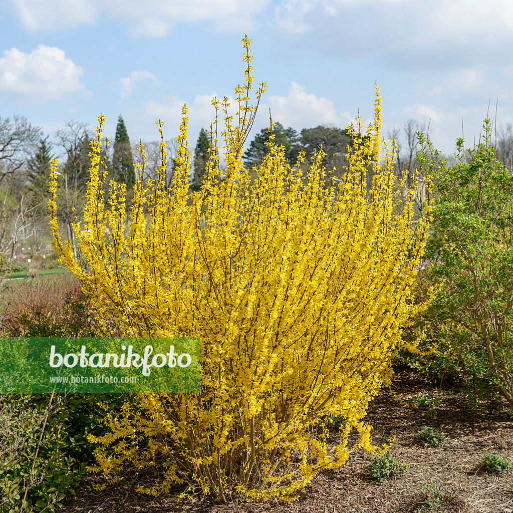 558108 - Border forsythia (Forsythia x intermedia 'Melisa')