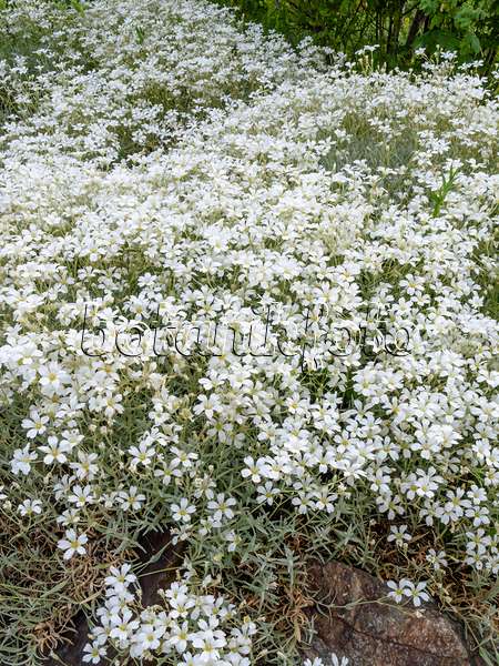448098 - Boreal chickweed (Cerastium biebersteinii)