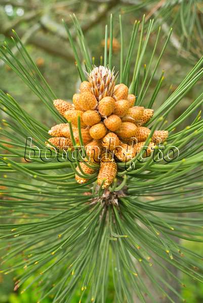 608061 - Bosnian pine (Pinus heldreichii)