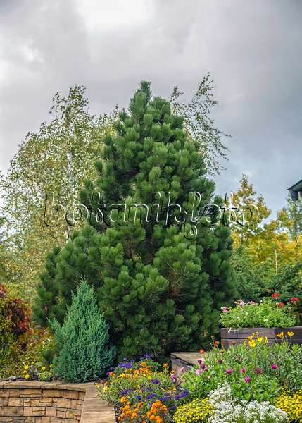 575184 - Bosnian pine (Pinus heldreichii 'Compact Gem')