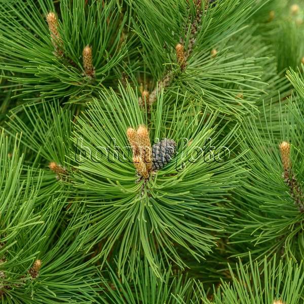 575185 - Bosnian pine (Pinus heldreichii 'Malinki')