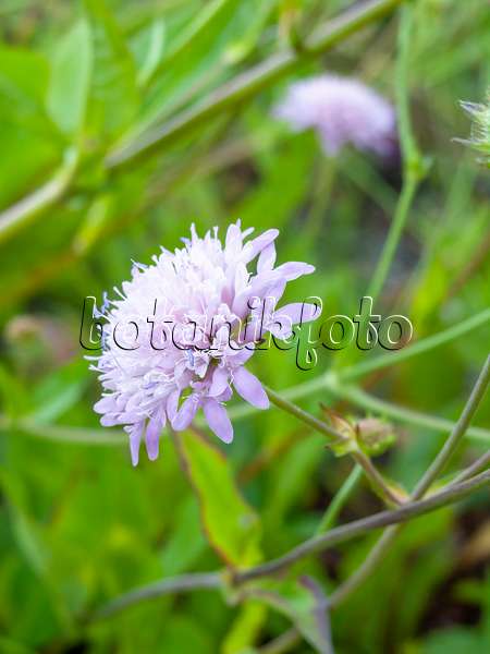 461175 - Bosnian widow flower (Knautia sarajevensis)