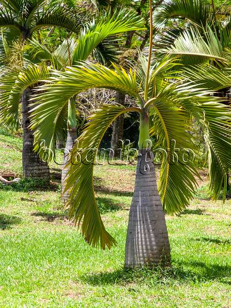 434328 - Bottle palm (Hyophorbe lagenicaulis)