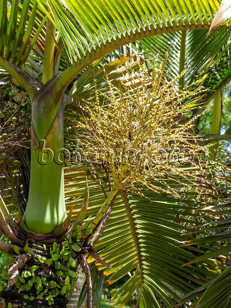 434329 - Bottle palm (Hyophorbe lagenicaulis)