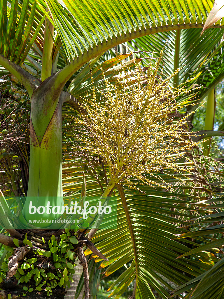 434329 - Bottle palm (Hyophorbe lagenicaulis)