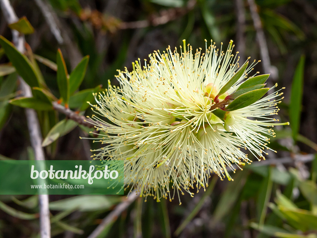 455338 - Bottlebrush (Callistemon formosus)