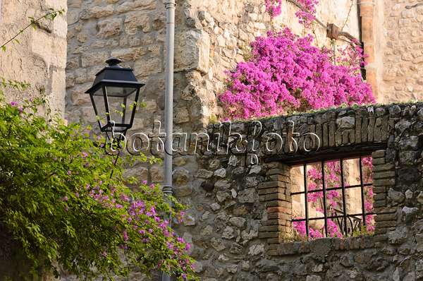 569039 - Bougainvillea at an old town house, Antibes, France