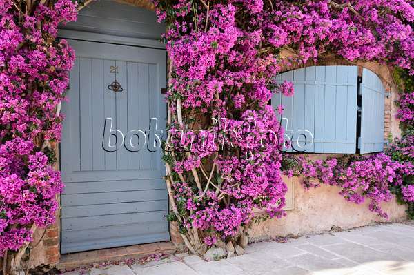 569056 - Bougainvillea at an old town house, Grimaud, France
