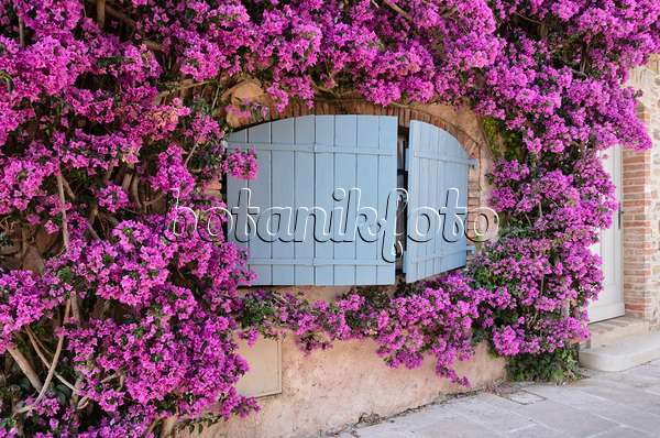 569057 - Bougainvillea at an old town house, Grimaud, France
