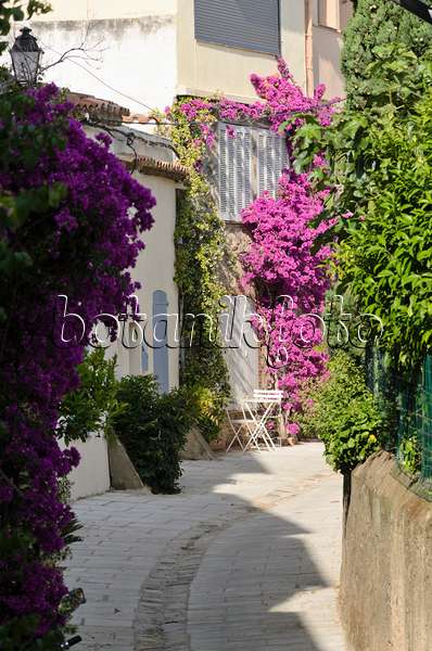 569058 - Bougainvillea at an old town house, Grimaud, France