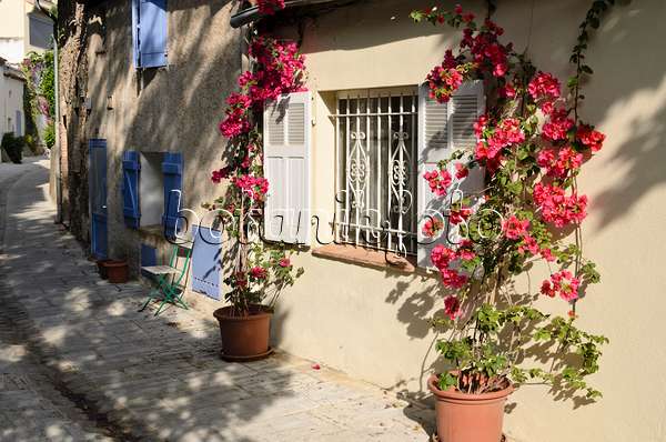 569059 - Bougainvillea at an old town house, Grimaud, France