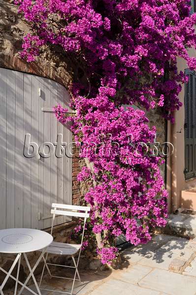 569060 - Bougainvillea at an old town house, Grimaud, France